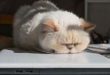 The Power of Kawaii: How Cute, Squishy Things Influence Us