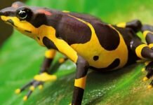 How scientists got a very rare toad to breed Harlequin toad